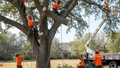 Arlington, TX tree removal crew safely removing a dead tree for a local home