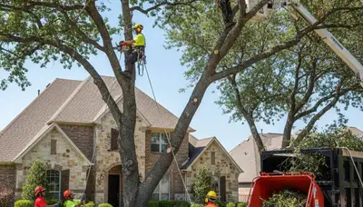 Tree service team trimming and removing trees in Arlington, TX