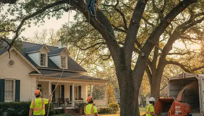 Tree service crew trimming trees in Arlington, TX for safe, professional property maintenance