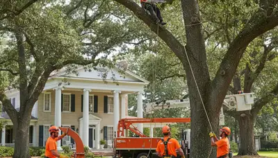 Tree service team providing professional tree trimming in Arlington, TX