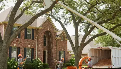Tree service crew trimming trees in Arlington, TX for safe, professional yard maintenance