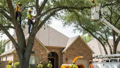 Tree service crew trimming and removing trees in Arlington, TX