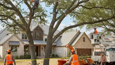 Tree service crew providing professional tree trimming in Arlington, TX