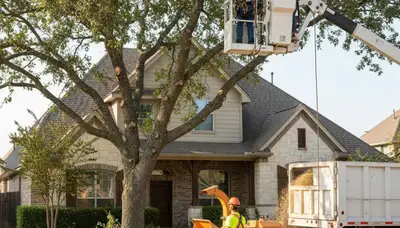 Tree service crew in Arlington, TX providing professional tree trimming and removal services