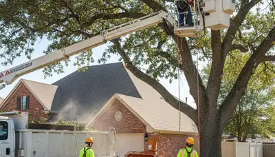 Tree service crew trimming a tree in Arlington, TX for safe, professional property care