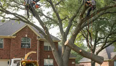 Arlington, TX tree service crew trimming trees for safe, professional property care