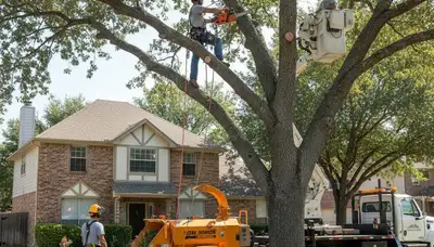 Arlington, TX tree service crew trimming a tree for residential property maintenance