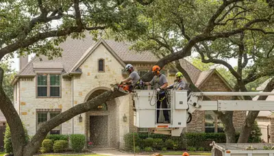 Tree service crew trimming trees in Arlington, TX for safe, professional property care