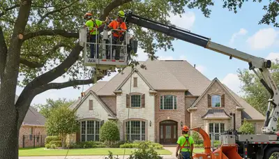 Tree service crew trimming trees in Arlington, TX for safe, professional landscape maintenance